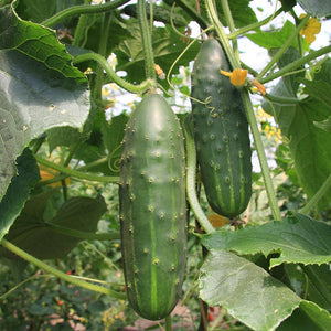 Cucumber 3 Plant-Pak