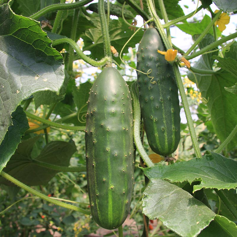 Cucumber 3 Plant-Pak