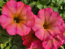 Load image into Gallery viewer, Petunia &quot;Crazytunia&quot; Single Plant
