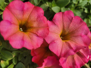 Petunia "Crazytunia" Single Plant