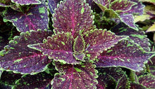 Load image into Gallery viewer, Coleus &quot;Street&quot; Series Single Plant
