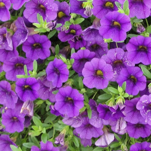 Million Bell "Callie" Single Plant