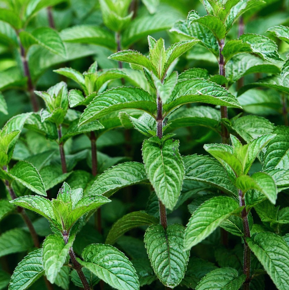 Mojito Mint