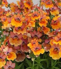 Load image into Gallery viewer, Nemesia Single Plant
