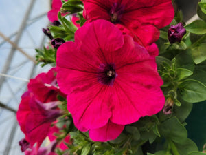 Petunia "Potunia" Single Plant