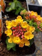 Load image into Gallery viewer, Lantana Single Plant
