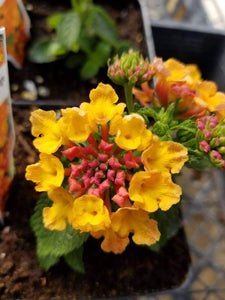 Lantana Single Plant