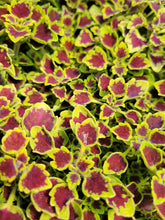 Load image into Gallery viewer, Coleus Trailing Single Plant
