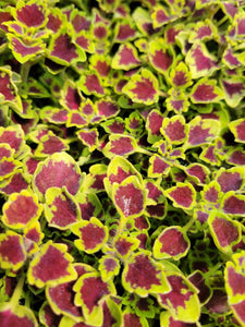 Coleus Trailing Single Plant