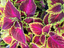 Load image into Gallery viewer, Coleus &quot;Street&quot; Series Single Plant
