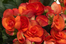 Load image into Gallery viewer, Begonia  Single Plant
