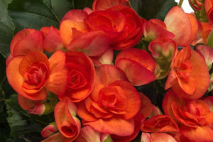 Begonia  Single Plant