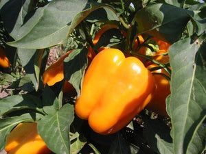 Bell Pepper Single Plant