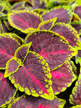 Load image into Gallery viewer, Coleus &quot;Street&quot; Series Single Plant
