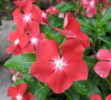 Load image into Gallery viewer, Vinca &quot;Pacifica&quot; 4 Plant-Pak
