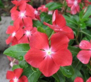 Vinca "Pacifica" 4 Plant-Pak