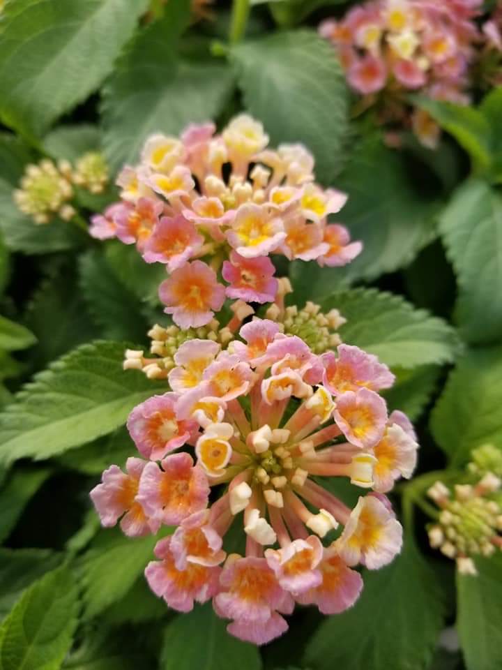 Lantana Single Plant