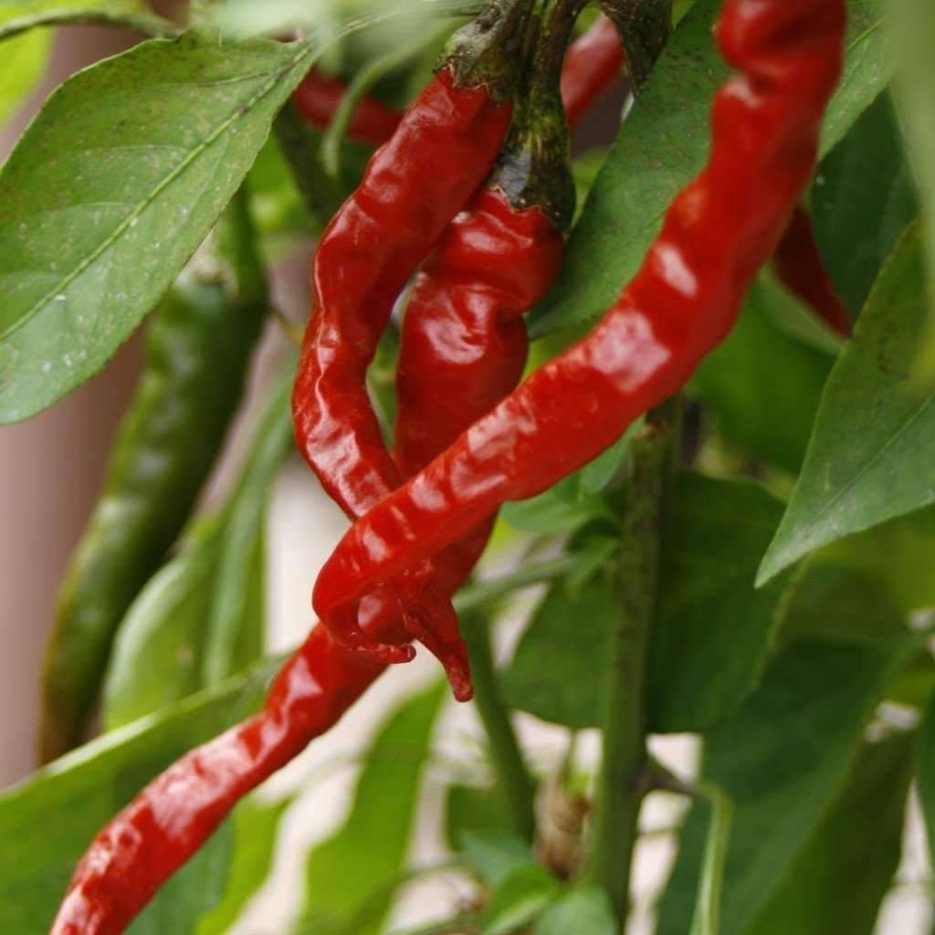 Hot Pepper 4 Plant-Pak