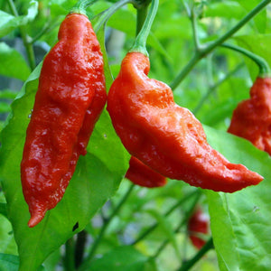 Ghost Pepper "Bhut Jolokia" 4 Plant-Pak