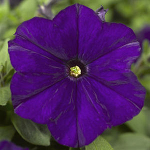 Petunia Assorted 3 Plant-Pak