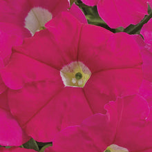 Load image into Gallery viewer, Petunia Assorted 3 Plant-Pak
