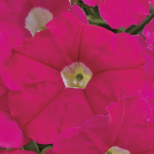 Petunia Assorted 3 Plant-Pak