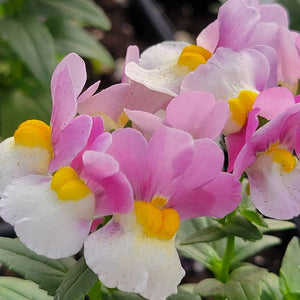 Nemesia Single Plant