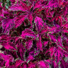 Load image into Gallery viewer, Coleus Single Plant
