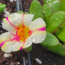 Load image into Gallery viewer, Portulaca &quot;Color Blast Collection&quot; Single Plant
