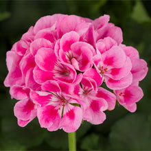 Load image into Gallery viewer, Geraniums &quot;Americana&quot; Single Plant
