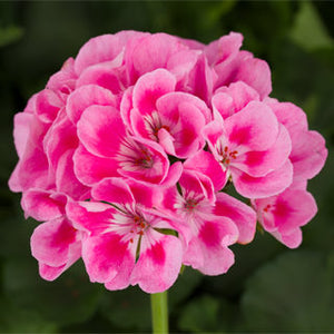 Geraniums "Americana" Single Plant