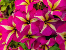 Load image into Gallery viewer, Petunia &quot;Crazytunia&quot; Single Plant
