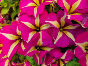 Petunia "Crazytunia" Single Plant