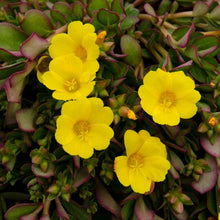 Load image into Gallery viewer, Portulaca &quot;Pizzaz&quot; Single Plant
