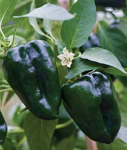 Hot Pepper 4 Plant-Pak