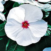 Load image into Gallery viewer, Vinca &quot;Pacifica&quot; 4 Plant-Pak
