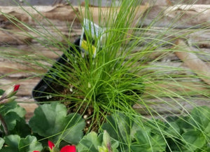 Ponytail Grass Single Plant