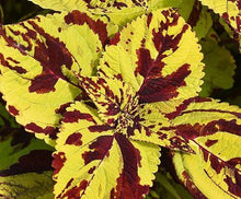 Load image into Gallery viewer, Coleus Single Plant
