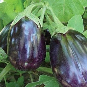 Eggplant "Black Beauty" 4 Plant-Pak