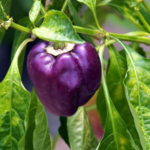 Bell Pepper Single Plant