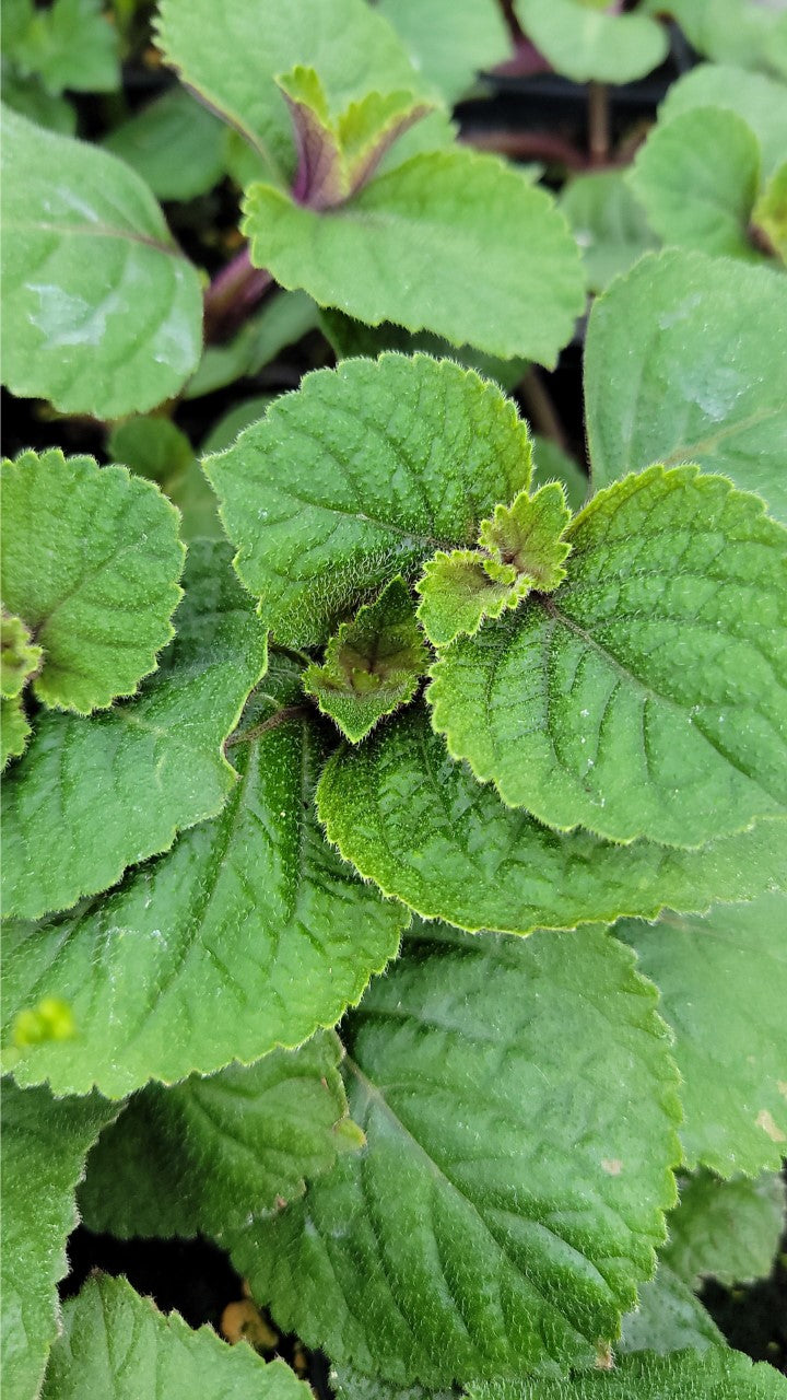 Swedish Ivy single Plant