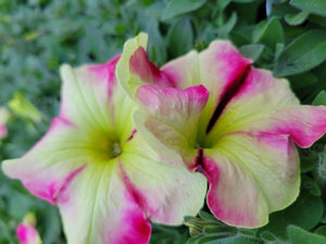 Petunia "Crazytunia" Single Plant