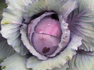 Cabbage 4 Plant-Pak