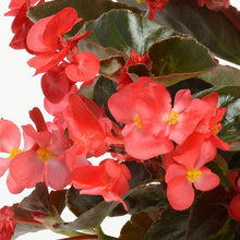 Load image into Gallery viewer, Begonia &quot;Hybrid&quot; Single Plant
