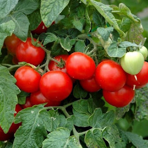 Tomato "Cherry Red" 4 Plant-Pak