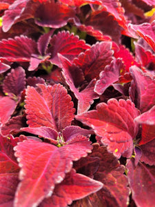 Coleus "Solar" Series Single Plant