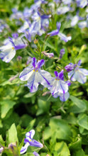 Load image into Gallery viewer, Lobelia &quot;Hot Bavaria&quot; Single Plant
