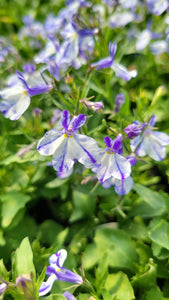 Lobelia "Hot Bavaria" Single Plant