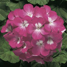 Load image into Gallery viewer, Seed Geranium &quot;Ringo&quot; Single Plant
