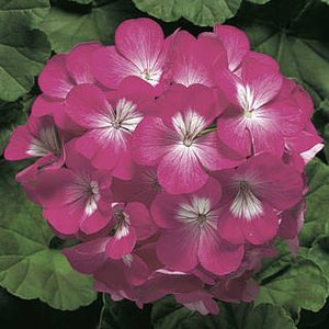 Seed Geranium "Ringo" Single Plant